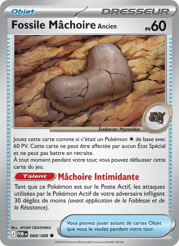 [068/88] Fossile Mâchoire Ancien 068/88
